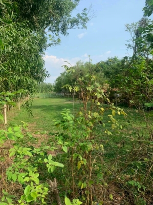 Đất Củ Chi, mặt tiền đường Hà Thị Kiểm 2.5 tỷ 